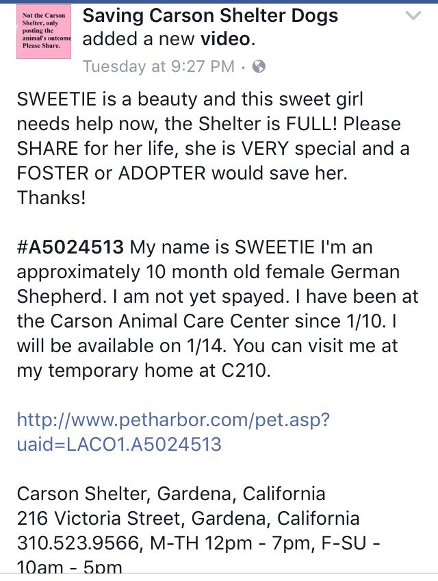 giselle1900's tweet photo. CODE RED🆘🆘10 MOS OLD #GSD URGENTLY NEEDS OUT💔SHELTER FULL https://t.co/AZvj1sPA4R #CA 
-@DogRescueTweets @ruthmen @Gdad1 @Stacey5899 https://t.co/xUzAowyL84