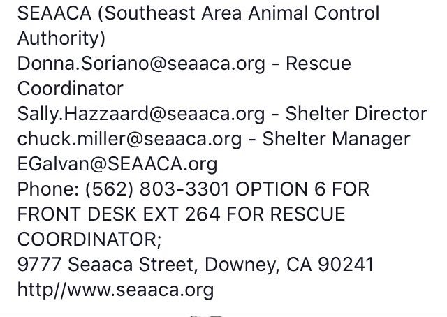 giselle1900's tweet photo. CODE RED🆘🆘WILL BE KILLED AT ANYTIME💔😭#Rescue #Foster #Adopt https://t.co/I1f6yeFZ7I #CA 
-@DogRescueTweets @ruthmen @Gdad1 @Stacey5899 https://t.co/6fgz0YI6e0