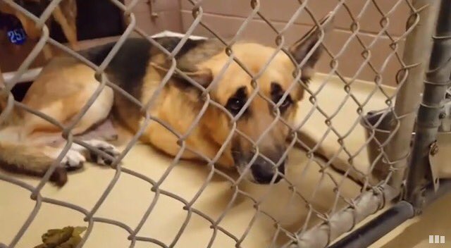 giselle1900's tweet photo. CODE RED🆘🆘SAD&amp;SCARED
💔😭WILL BE KILLED AT ANYTIME https://t.co/7wlNSllxCb #TX 
-@DogRescueTweets @ruthmen @Gdad1 @Stacey5899 @WinglessBird_ https://t.co/YD6BncP8nP