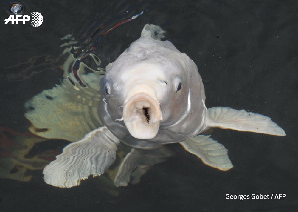 AFP's tweet photo. Japan fish exorcists battered by animal abuse claims https://t.co/3Cv85HGz9Q https://t.co/PhkkFwIiVN
