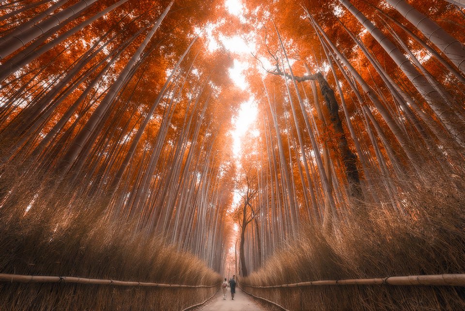 Ambertarian's tweet photo. Kyoto Bamboo Forest

https://t.co/pI46zFje4L https://t.co/fC1E6ZeDPH