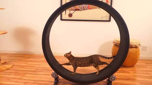 kumako47264415's tweet photo. ほしい
買いたいもしくは作りたい
誰か作り方を教えて…
#猫用回し車
#CatExerciseWheel https://t.co/FEt7TPEbi9