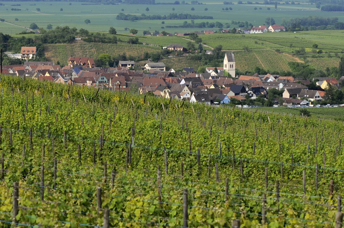 wolfberger_fr's tweet photo. #LeSaviezVous - Signifiant « Côte des Amandiers », le Grand Cru #Mandelberg donne des vins d'un fruité développé et d'une rare finesse. https://t.co/r3qVVYIZc2