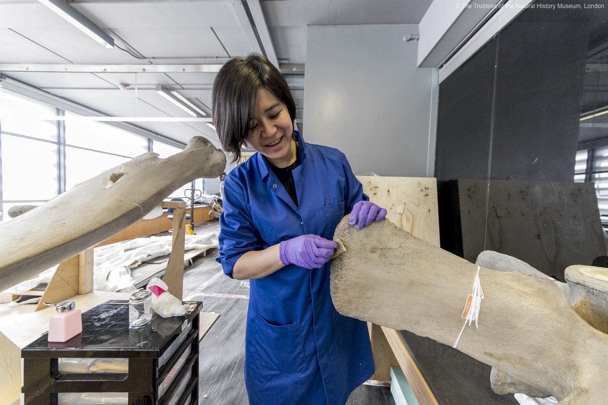 NHM_London's tweet photo. News: BBC Horizon to document transformation of #HintzeHall < Behind the scenes programme to air later in the year https://t.co/N2E8yWvFgQ https://t.co/UgoR3IxpcZ
