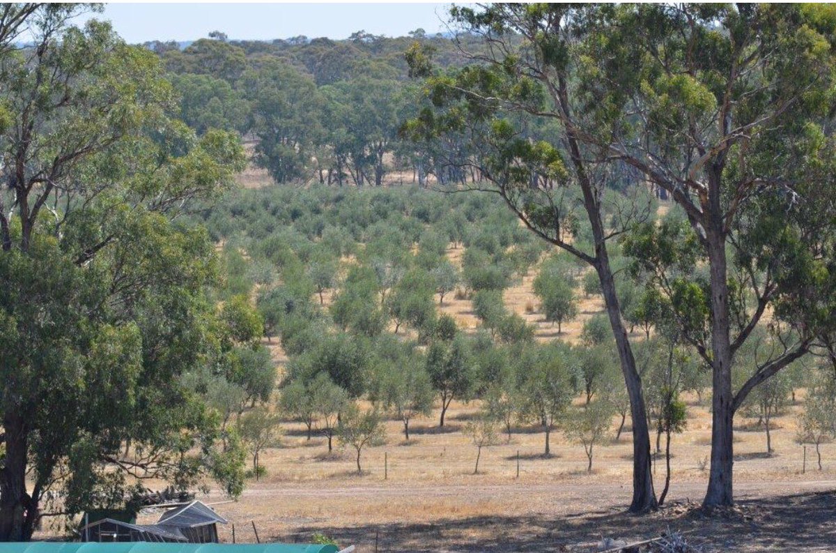 NuggettyO's tweet photo. Nuggetty Creek Olives beautiful day at the grove . https://t.co/G85qcydPSy