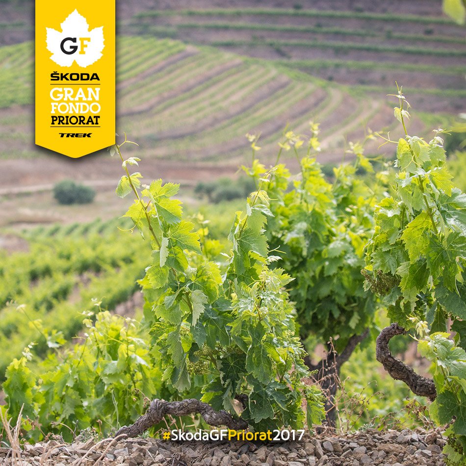 #Priorat
Una tierra para descubrir sin prisas... Y mejor que en #MTB ¡Imposible!
 ¡ÚLTIMAS PLAZAS! 👉🏼 skodagranfondopriorat.com