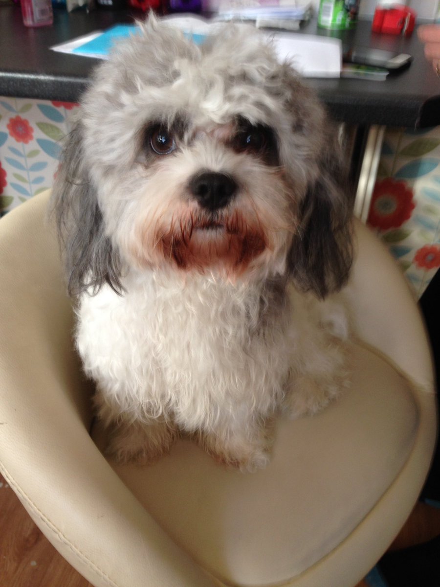 JRobins68787518's tweet image. My dog looks a little like rusty lee with her hair like that 😂 #rustylee #itv #goodmorningbritain #gmtv #ThisMorning