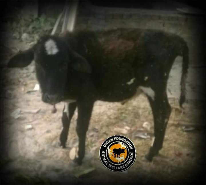 dhyanfoundation's tweet photo. Our volunteers rescued cows from #Chhatarpur , #faridabad and #Delhi and sent to #pfa for treatment and shelter #SaveaCow
#Animalbrigade https://t.co/xUnR2oz5wY