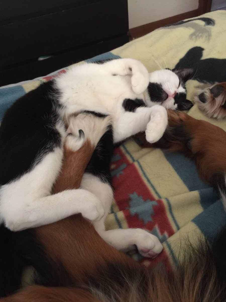 PEGboxes's tweet image. Anyone have dog and cat that r besties? #BestFriend #bestfriendgoals #relationshipgoals Like they're "new" couple and still sleep touching.