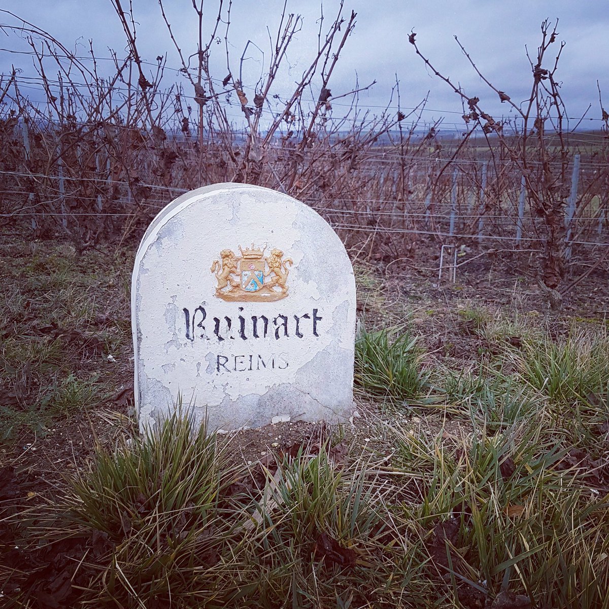 The cold is putting our vines into a deep sleep so they'll be extra rejuvenated come spring #dormantvines #shhht  #winter #champagne