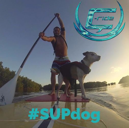 CRIDESUP's tweet photo. #SUPdog #CRideSUP https://t.co/DiM2yhWZpq