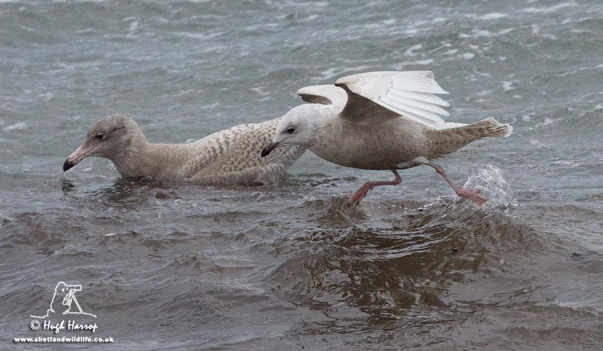First-winter Glaucous and Iceland Gulls at Leebitton, Shetland this morning. Lots of 'white-wingers' around today.