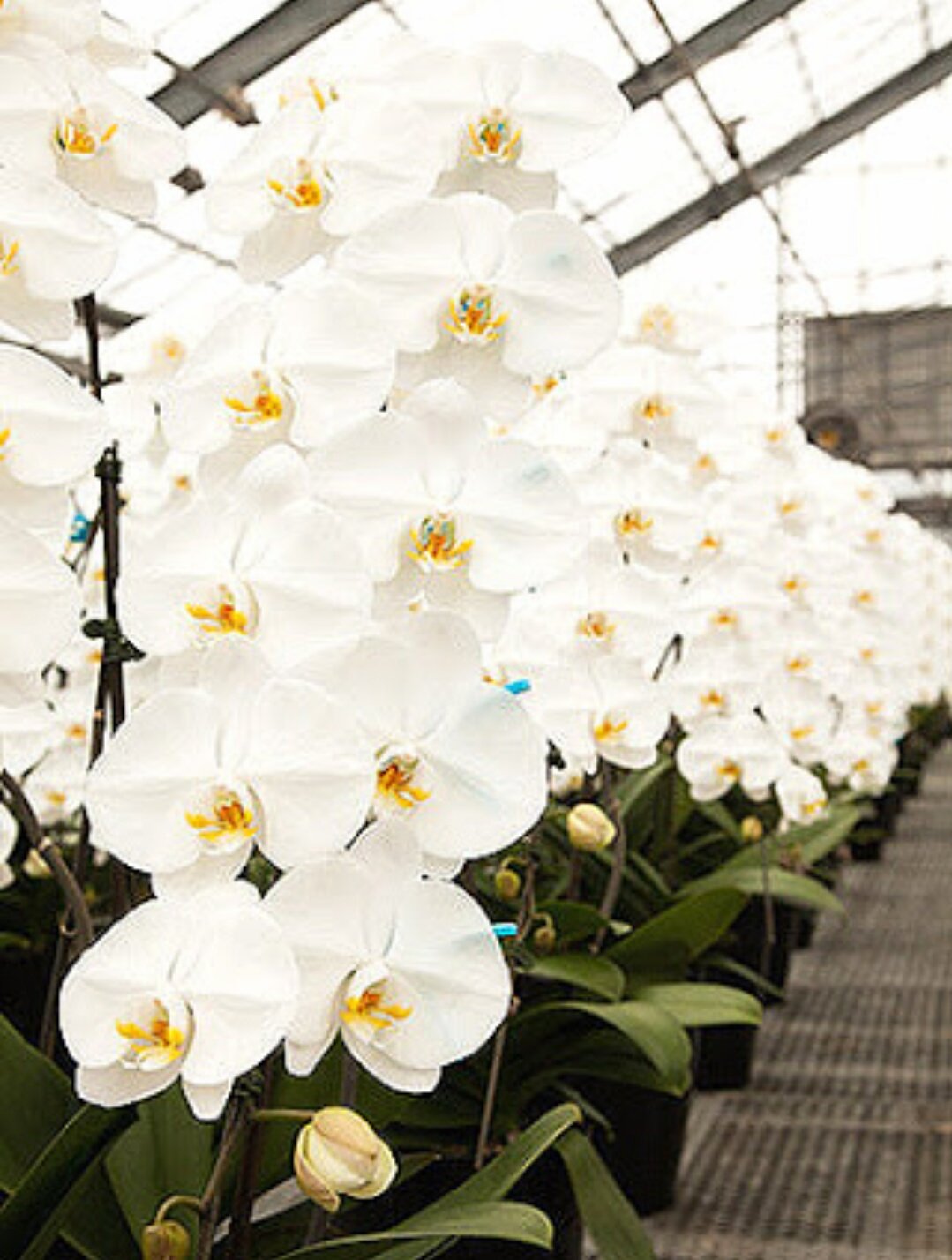 らんらんらららんらんらん - Search / X