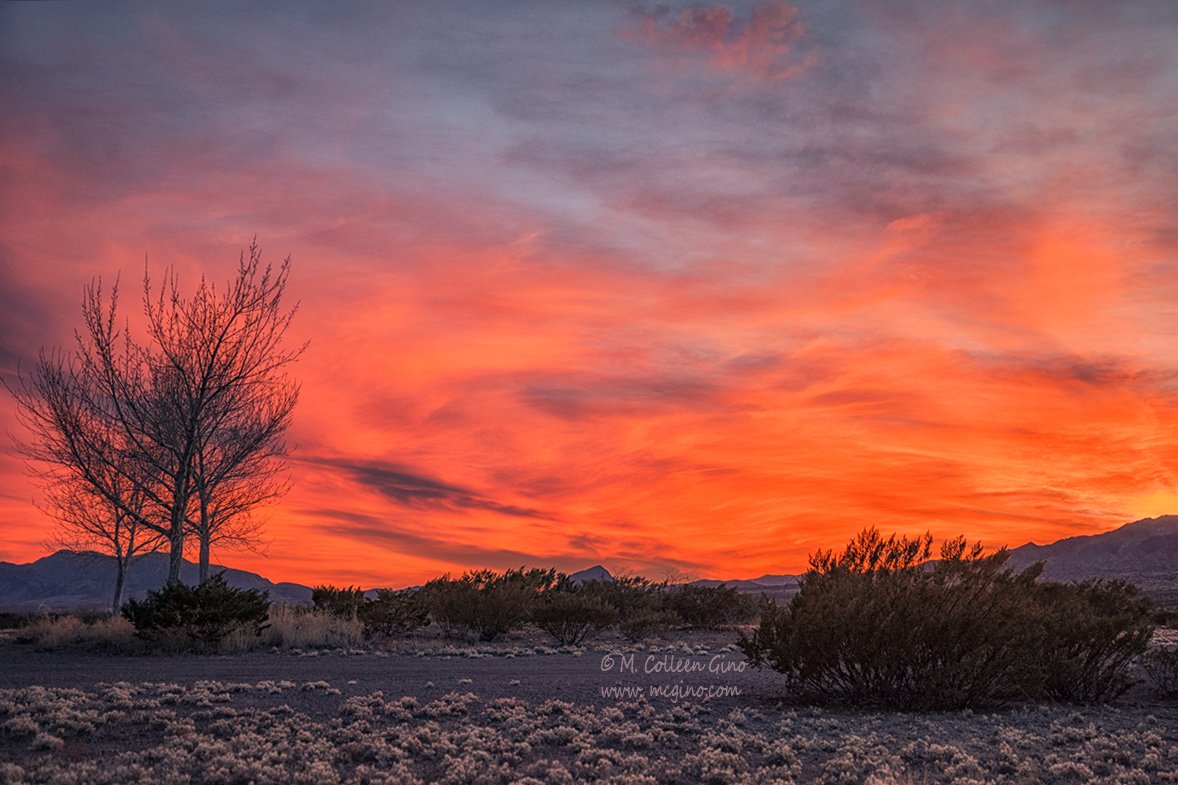 Colleen Gino tweet media