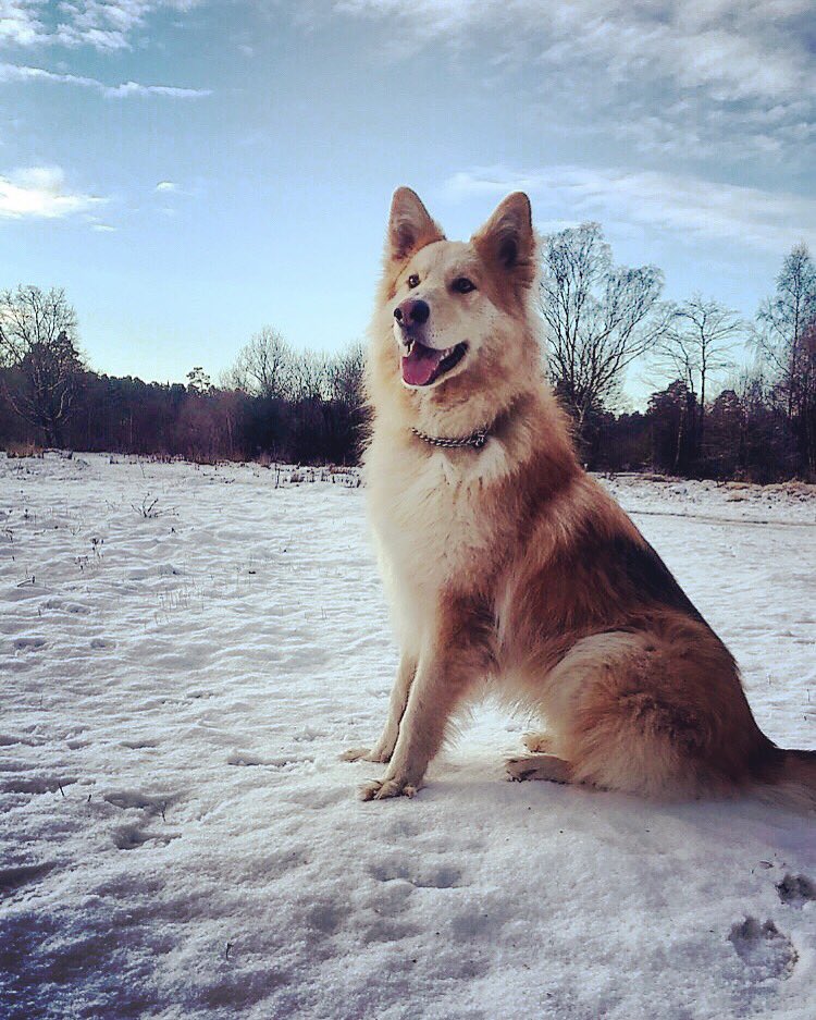 AnimalEvalution's tweet photo. #SnowDay! ❄️ #AnimalActor @LokiGSD was born for this kind of weather &amp; look how #majestic he looks 😍 #GermanShepherd #actor #model #snow 🐶 https://t.co/qGoIVcqAGi