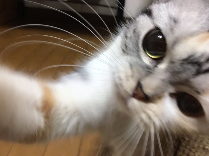 Twitterのコスプレ画像52