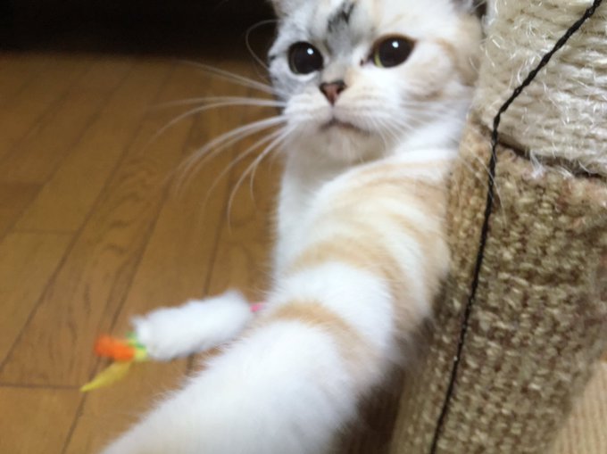 Twitterのコスプレ画像53