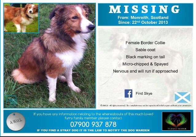 #glenluce #Dumfries #galloway #collie #missing
