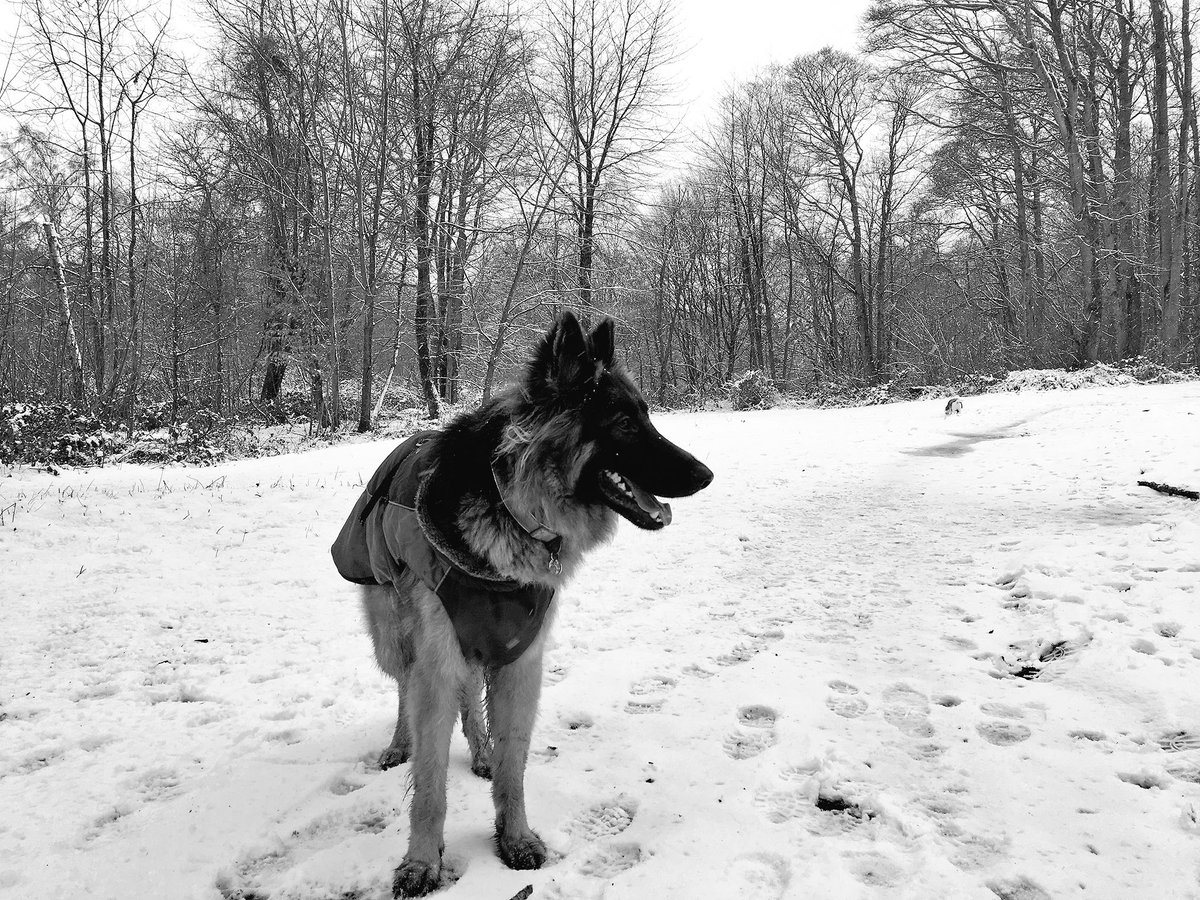 smokeyface94's tweet photo. Walking buddies https://t.co/rrfhqc5E11