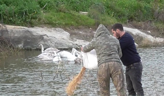 maltatoday's tweet photo. Hunters and BirdLife put aside their differences in feeding Gozo swans https://t.co/ERQB37IhE8 https://t.co/lgUvjgSNgc