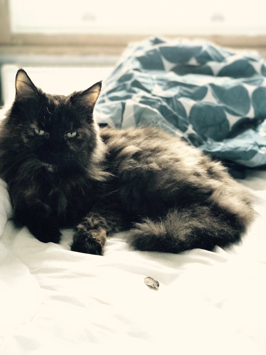 anyascats's tweet photo. Think I'll help her with making the bed. This leaf will also be appreciated #catlogic #caturday #CatsOfTwitter #bemoremattie #lovecats #cats https://t.co/hTUFRPFGbU