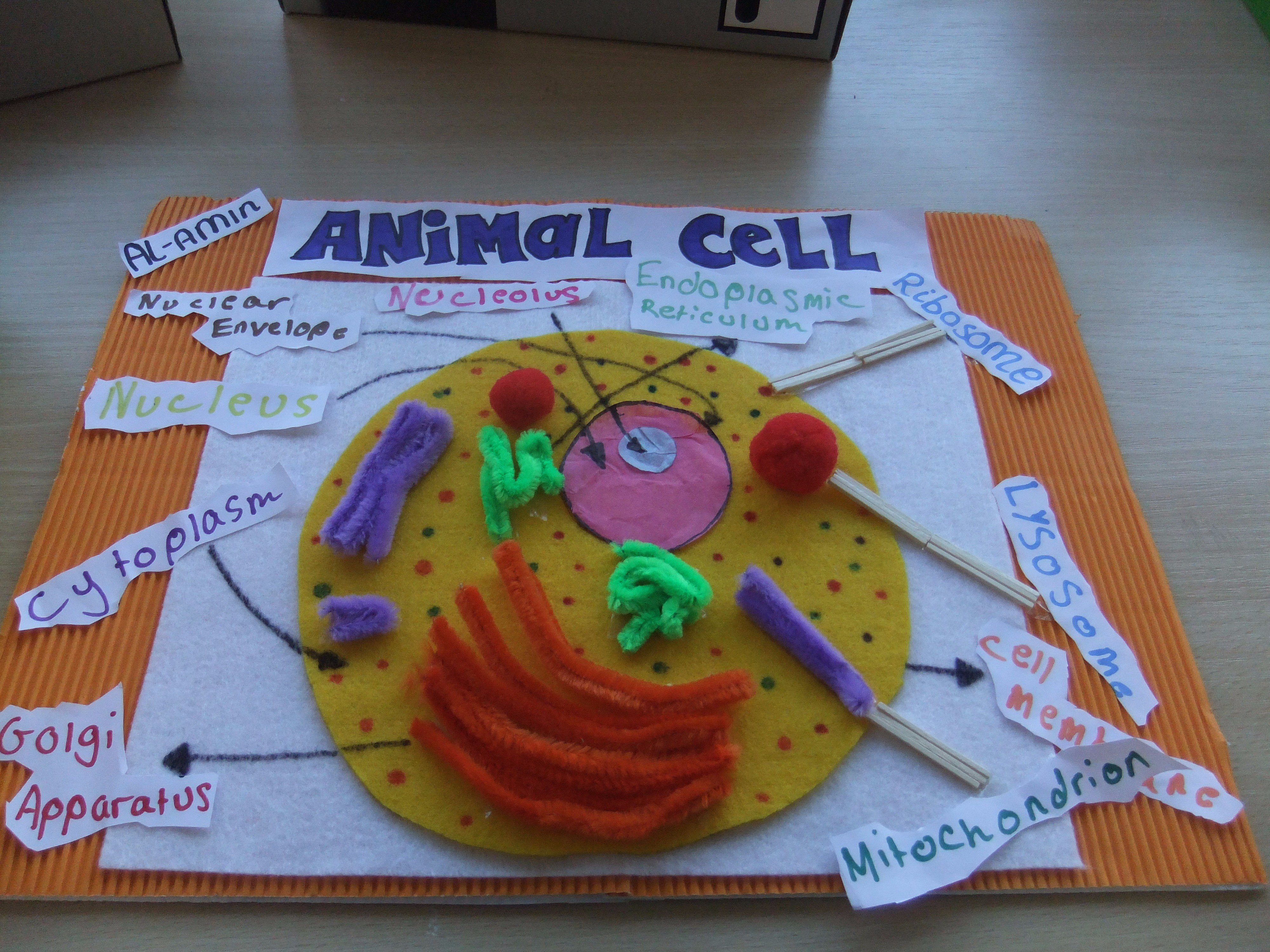 3d animal cell models with labels