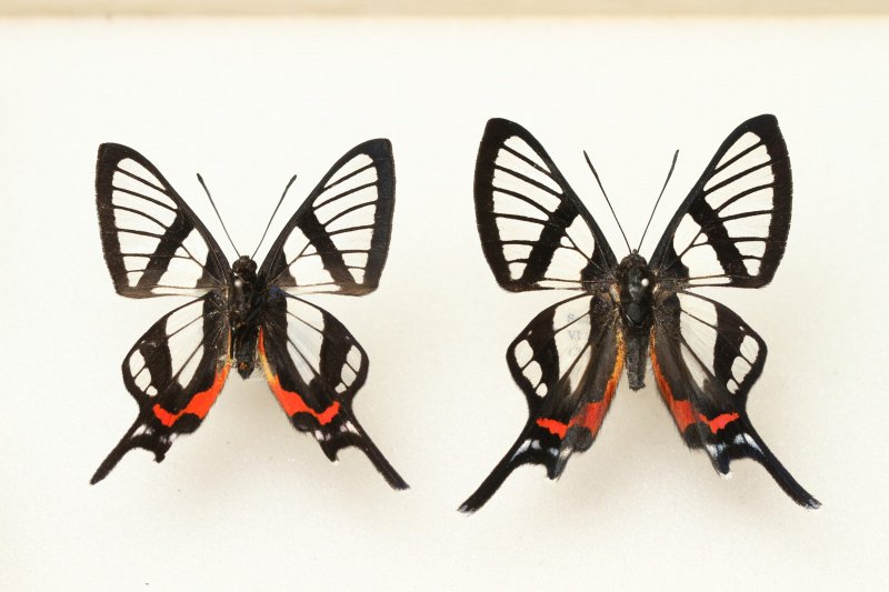 オオスカシツバメシジミタテハ。その名の通り、透かしの入った翅が