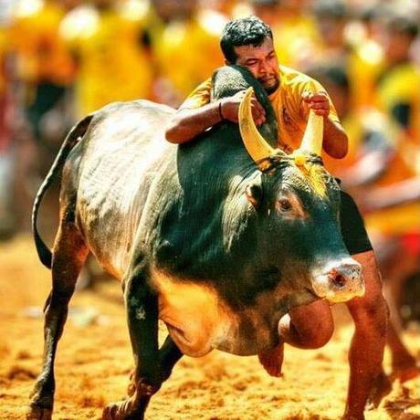 Ananth_8584's tweet photo. #jallikattu
#tnneedjallikatu 
#TNneedsJallikattuOrdinance 
#JallikattuOurRight  How Is It...!!! @peta @PetaIndia https://t.co/jKtsuUm1xz