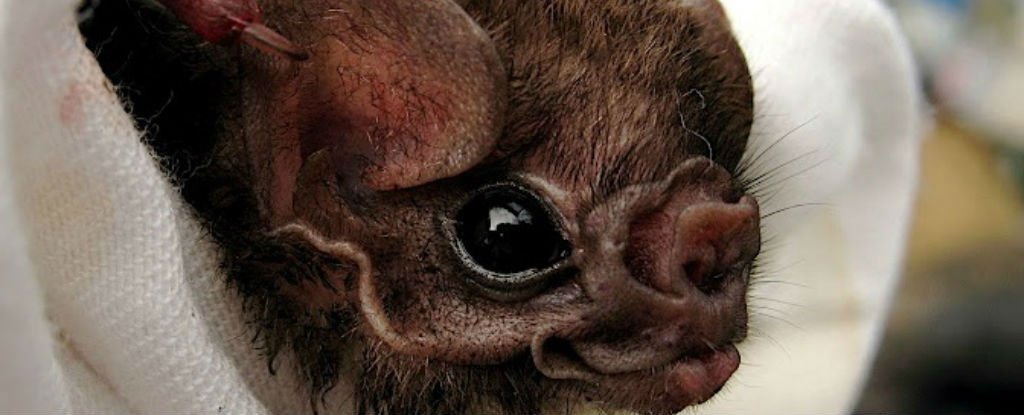 ScienceChannel's tweet image. Brazilian vampire bats have started feeding on humans for the first time. bit.ly/2jG4rlJ