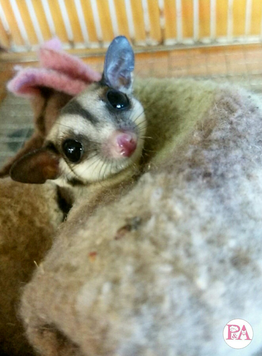 日本ペット アニマル専門学校 V Tvittere こんにちは 動物飼育科です この小動物なんだか分かりますか こう見えてもポケットが付いている有袋類 名を フクロモモンガ といいます 冬は苦手なのでポーチの中でぬくぬくまったり中 起こしてごめんね