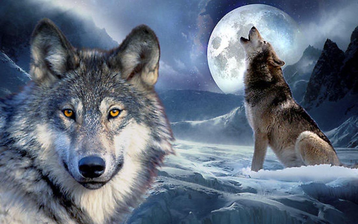 YTKnightGaming's tweet photo. cool picture i found #wolf #coolpicture #wolfpack #moon #coolwolf https://t.co/tc65JGYcYL