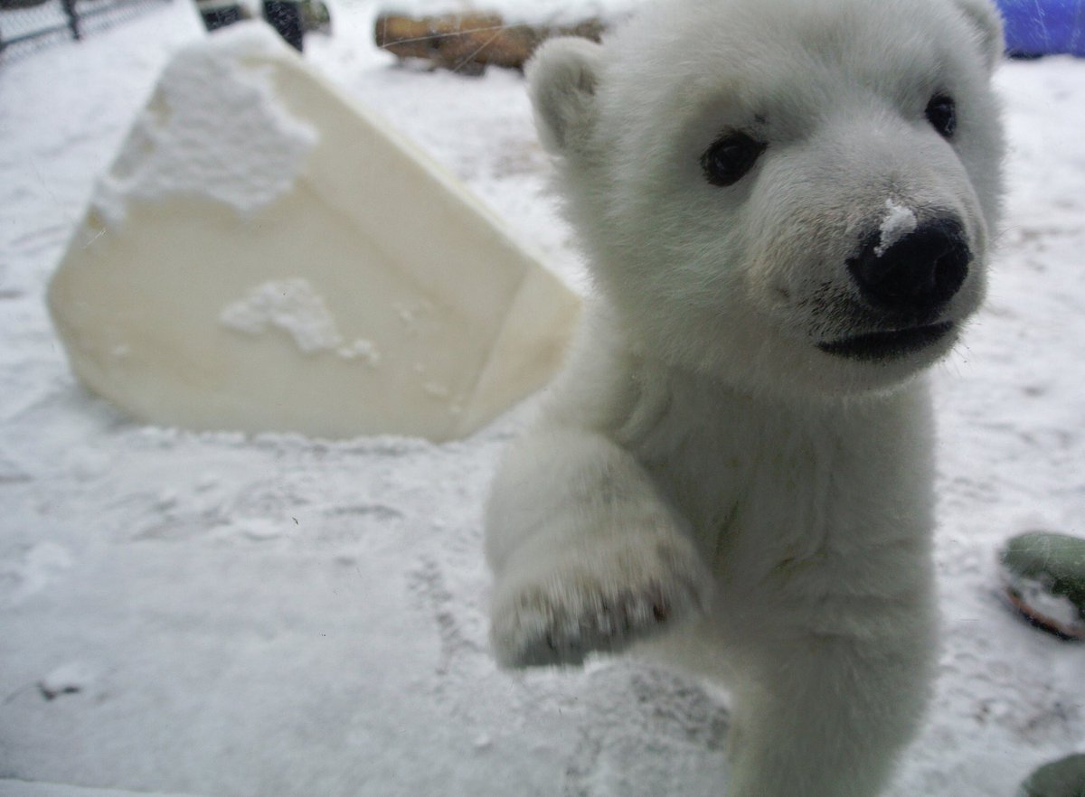 Ovrsee カナダ生活 En Twitter トロント動物園の白くまjunoちゃんが1歳2ヶ月になりました 3ヶ月の時の写真と比べると1年でずいぶん大きくなりましたね カナダ 留学生活 トロント 動物園 Ovrsee カナダ生活 En Twitter トロント動物園の白くまjunoちゃんが1歳2ヶ月になりました 3ヶ月の時の写真と比べると1年でずいぶん大きくなりましたね カナダ 留学生活 トロント 動物園