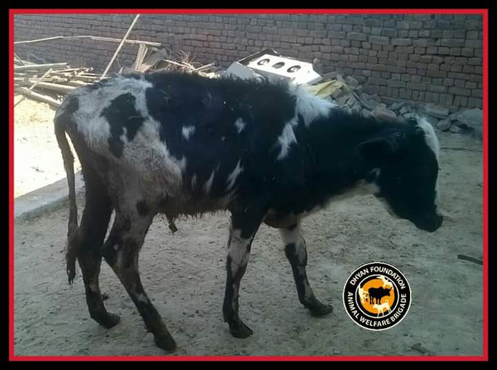 dhyanfoundation's tweet photo. Cows and Bull rescued from #Faridabad and #Delhi and shifted to DF #Palwal Gaushala and #gokuldham for treatment #SaveaCow #animalbrigade https://t.co/4xrZbbgSdk