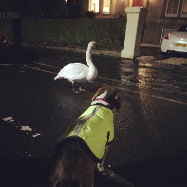 Hero dog saves swan from foxes on Greenock street dlvr.it/N5tt41