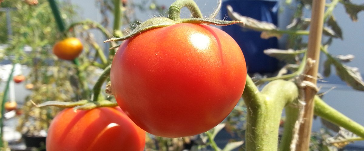 infogreen_lu's tweet photo. Le projet Urban Farming #Neobuild démontre l’émergence de nelles filières éco à haut potentiel durable #Neomag
https://t.co/tRTvmgCmNF https://t.co/hKwI2hNs25