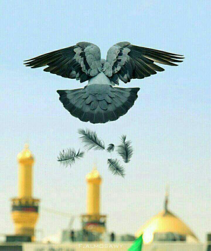 روحي ك طآئرٌ مكسور الجناﺡ
تعلّقــَ بقبتكَ الشريفه🕊
#ياحسين😔

<a href="/ya_alii313/">یاعلی00</a>
@sfaalqlwb79
<a href="/Ab_ISM/">ياالله</a>
<a href="/w__es/">αℓ τнαнαвi ⁦</a>
@jhaed_313
⁦<a href="/Mortda313/">سلمان الشيطان</a>
@rmh3744
<a href="/d__d57/">حيدرالعراقي</a>