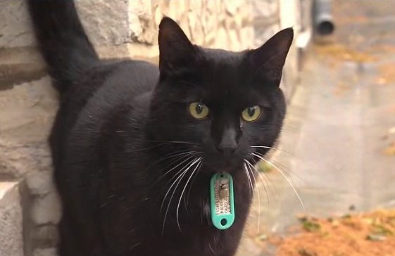 DevelopFlight's tweet image. Le chat noir