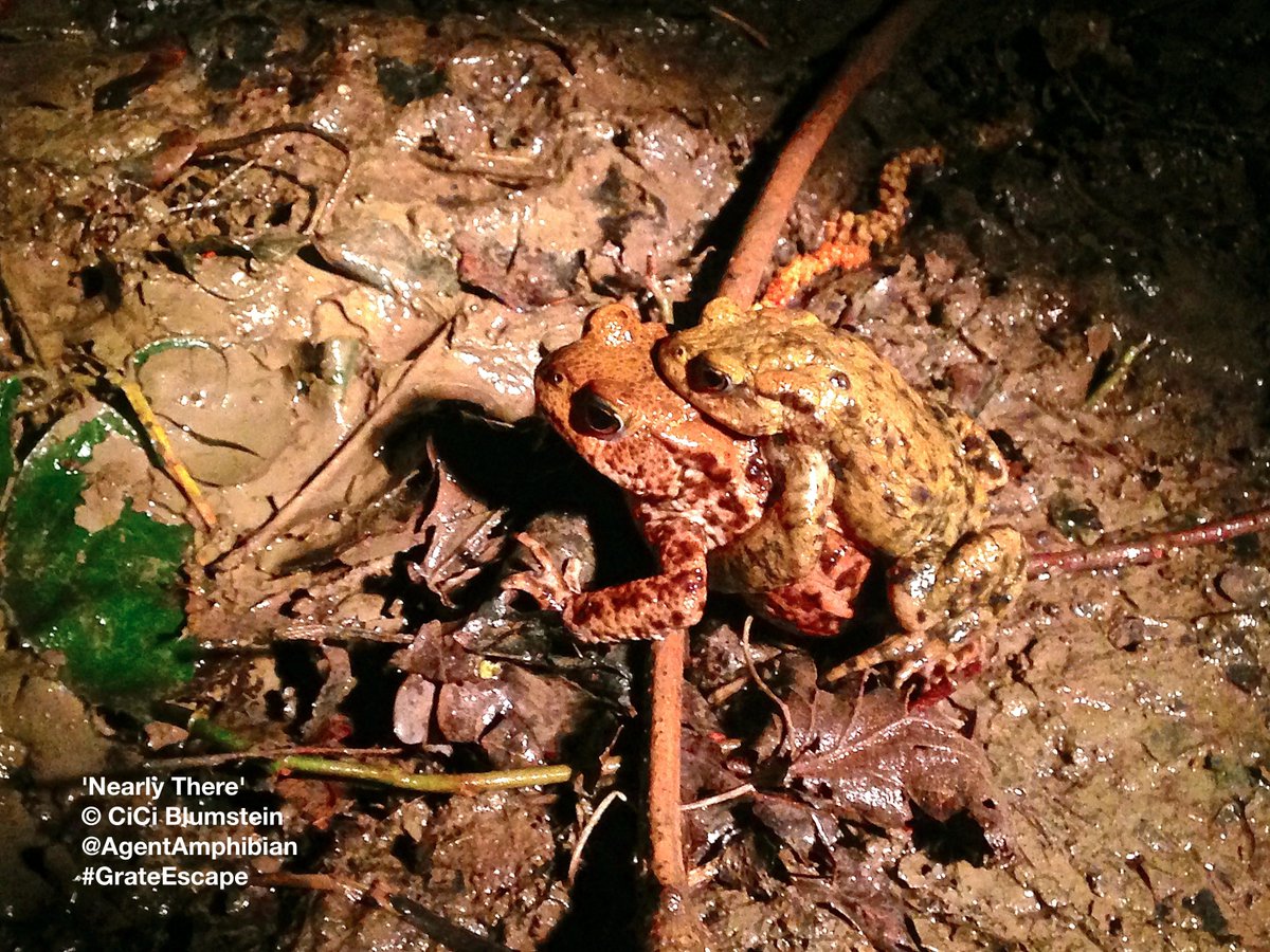 See new article on 23 yrs Harlands Pond #ToadCrossing #Uckfield #Sussex +our pilot #GrateEscape #toadladders project
bit.ly/2jukq6y