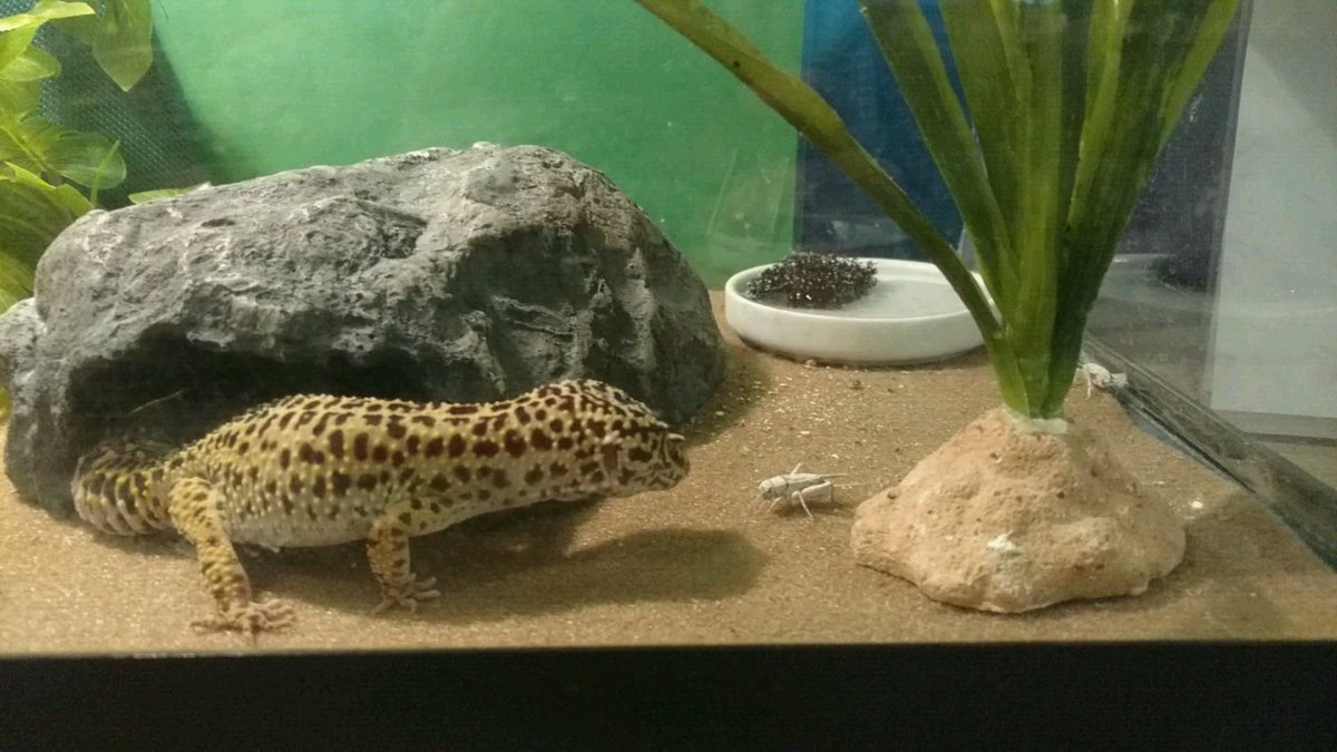 SchlowLibrary's tweet photo. #LucyTheLibraryLizard's guests are arriving to celebrate her 4th birthday! Thanks @BAClemens! https://t.co/MJXW6vyVAw