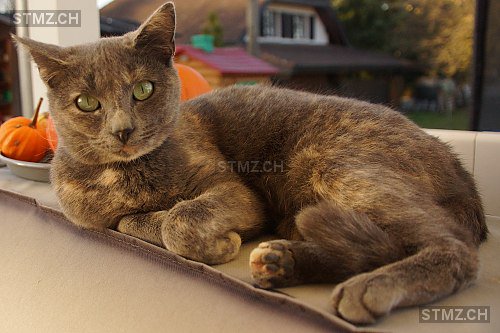 stmz_ch's tweet photo. #Katze #vermisst https://t.co/Jc8UDzOiXF 5502 #Hunzenschwil #weiblich gefleckt grau beige/golden rot/orange Kurzhaar https://t.co/L7cvrFUMHU
