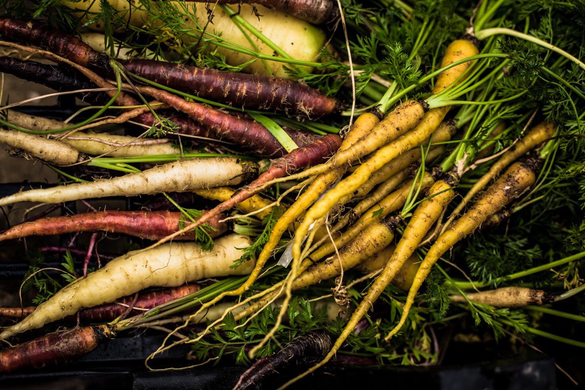 RKitchenSA's tweet image. Did you know that before the 17th century, almost all cultivated carrots were purple. #heirloom #heirloomcarrots