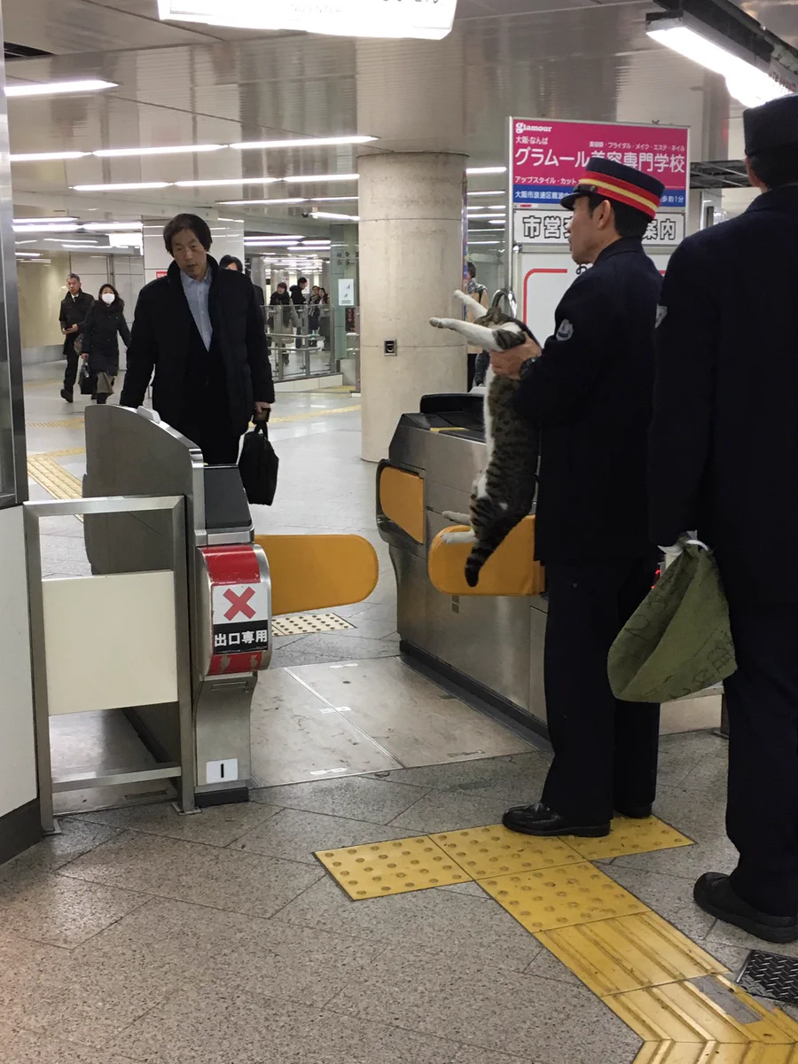 駅で掴まってしまった猫ww可愛すぎる