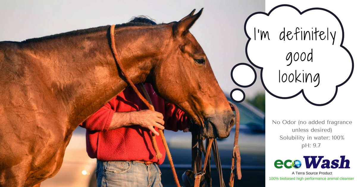 MyTerraSource's tweet photo. Polo horses love #EcoWash - A revolutionary 100% biobased high performance animal cleanser - TRY IT NOW! https://t.co/apYz87Otop @LivingPolo https://t.co/5iPn8uOUdL