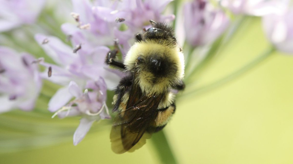 bjgreenberg's tweet photo. U.S. Puts Bumblebee On The Endangered Species List For 1st Time https://t.co/gMzBILUXeC @EcoMyths https://t.co/CbaDEQm3S3