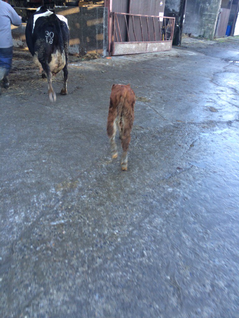 Bit of a surprise here after dinner No one will admit leaving a gate open last April