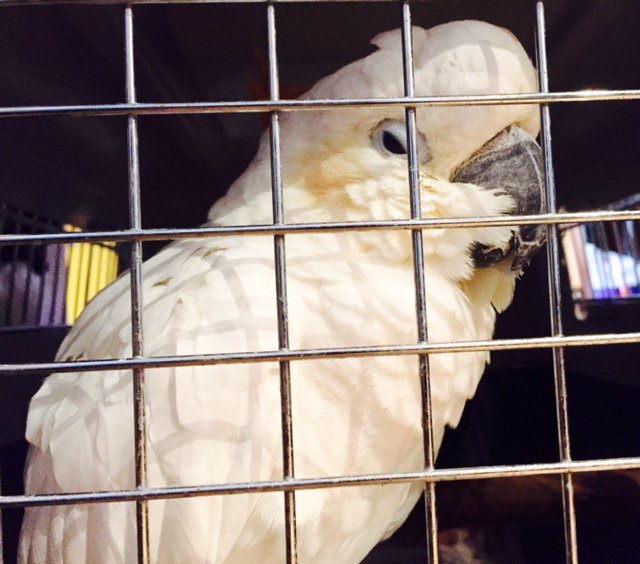 LocationSW17's tweet photo. star of the show today  - Chucky the Cockatoo!. Thanks to James @jjLocations for organising. Hope that hangover has subsided #selfinflicted https://t.co/H9XOs7sMEQ