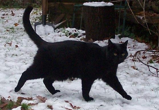 CatFoodBreath tweet picture