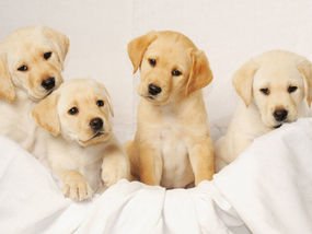 IanThomson42's tweet photo. Looking forward to a great #2017 working with these amazing cuties! Guide Dogs really are life savers for so many people. #dogs #puppies 💜 https://t.co/vrkIQZRVRQ