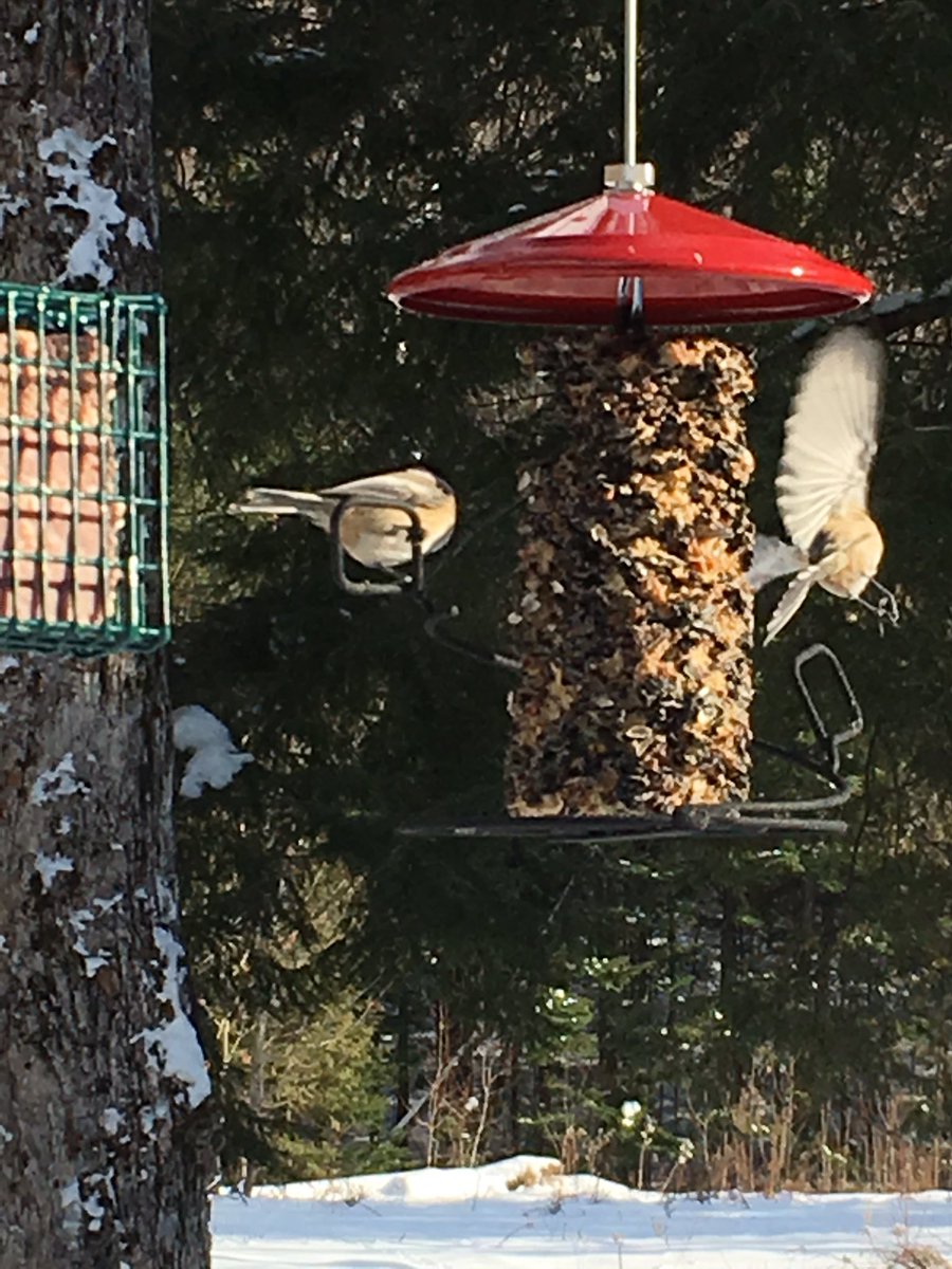 pavLAWich's tweet photo. #CML1106 first interviewed clients (upper year Practicum students) and are now negotiating #birdwatching #easment dispute https://t.co/qQFJymyOo2