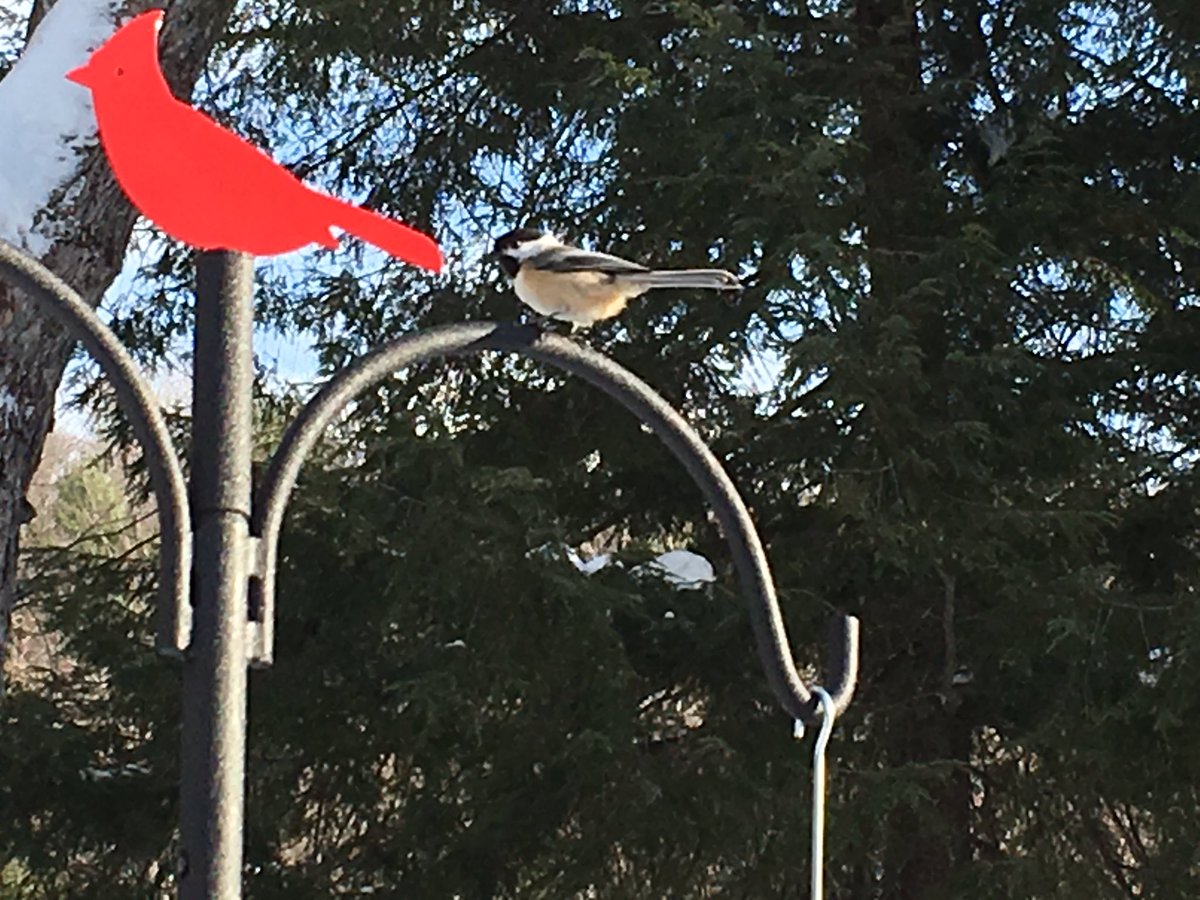 pavLAWich's tweet photo. #CML1106 first interviewed clients (upper year Practicum students) and are now negotiating #birdwatching #easment dispute https://t.co/qQFJymyOo2